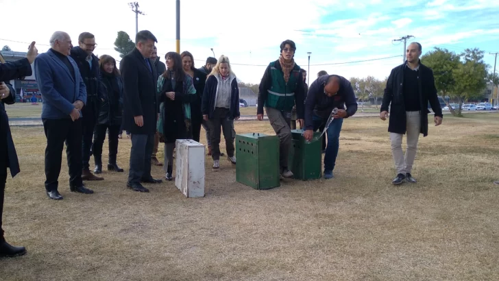 Soltaron tres aguiluchos en Capital con el objetivo de controlar la población de roedores y palomas Soltaron tres aguiluchos en Capital con el objetivo de controlar la población de roedores y palomas