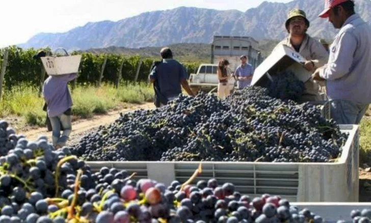 Nuevas variedades y certificación para la pasa de uva sanjuanina: el proyecto que impulsa la provincia Nuevas variedades y certificación para la pasa de uva sanjuanina: el proyecto que impulsa la provincia