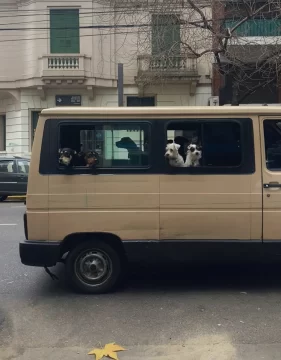 Video viral: Un viaje perruno que conquista las redes
