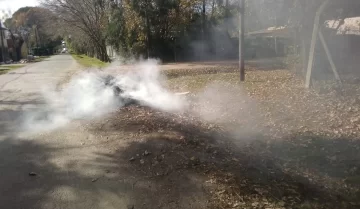 No se deben quemar hojas de los árboles No se deben quemar hojas de los árboles