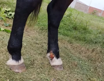 Le quitan el caballo a un sanjuanino por utilizarlo lastimado en su carretela