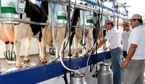 Cayó 14,5% la producción de leche Cayó 14,5% la producción de leche