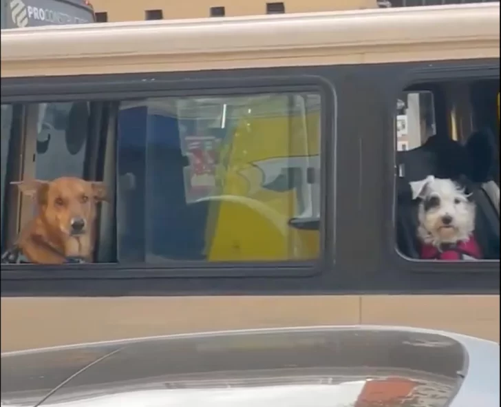 perritos-combi-paseo-728x591