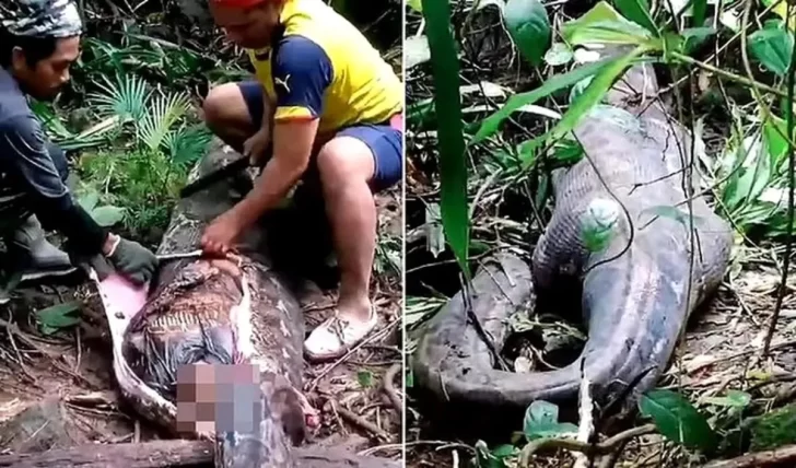 Hallaron dentro de una pitón de cinco metros a una mujer que había desaparecido Hallaron dentro de una pitón de cinco metros a una mujer que había desaparecido