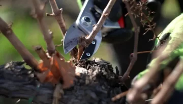 Lanzan un concurso para buscar al “Messi” de la poda de parrales en San Juan Lanzan un concurso para buscar al “Messi” de la poda de parrales en San Juan
