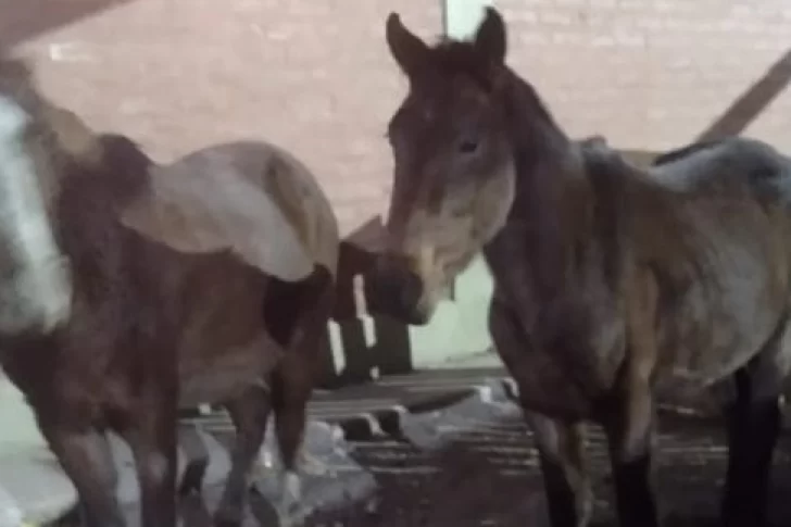 Secuestran dos caballos sueltos