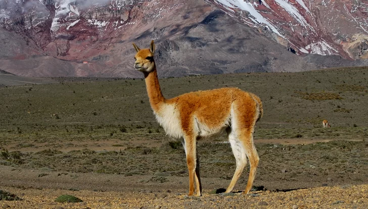 2024: año internacional de los guanacos, llamas y vicuñas 2024: año internacional de los guanacos, llamas y vicuñas