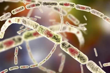 Todo lo que necesitas saber sobre el Ántrax: causas, síntomas y prevención Todo lo que necesitas saber sobre el Ántrax: causas, síntomas y prevención