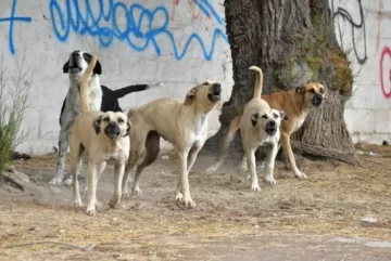 Un niño de 9 años fue devorado por una jauría de perros