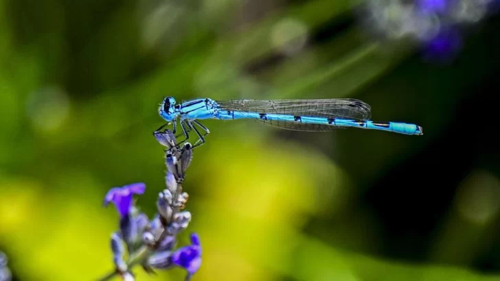 El-aumento-de-la-contaminacion-está-entorpeciendo-la-reproducción-de-algunas-especies-728x410