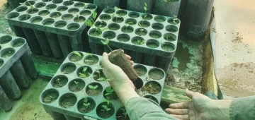 Quieren forestar la ciudad con árboles que permitan eficientizar el uso del agua Quieren forestar la ciudad con árboles que permitan eficientizar el uso del agua