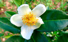 camelia camelia