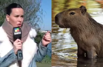 Natalie Weber denunció la invasión de carpinchos en su casa y desató una ola de memes