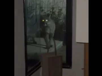 [Video] Susto en Mendoza por un puma se metió en el patio de una casa y alarmó a todos los vecinos