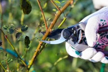 tipos_de_poda_jardineria-728x485