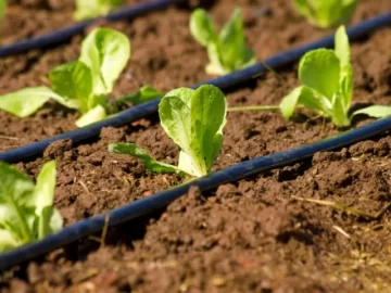 El riego por goteo como una prioridad provincial El riego por goteo como una prioridad provincial