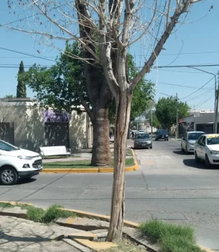 Árboles secos y desidia en calles de Concepción Árboles secos y desidia en calles de Concepción