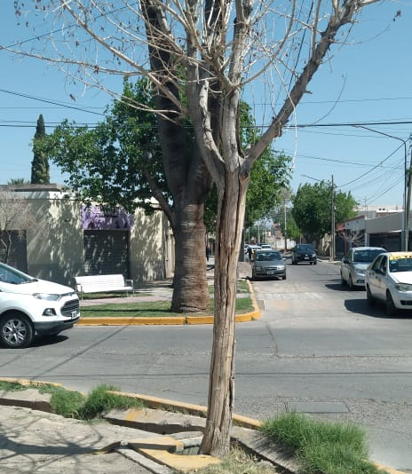 Árboles secos y desidia en calles de Concepción Árboles secos y desidia en calles de Concepción
