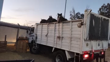 Robaron tres caballos en San Martín y los encontraron a punto de ser faenados en Chimbas Robaron tres caballos en San Martín y los encontraron a punto de ser faenados en Chimbas