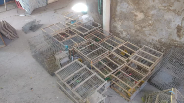 Detuvieron a un hombre con 31 aves silvestres y más de $7 millones acumulados en la venta Detuvieron a un hombre con 31 aves silvestres y más de $7 millones acumulados en la venta