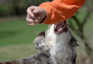 Un niño de 4 años fue mordido por el perro de un vecino Un niño de 4 años fue mordido por el perro de un vecino