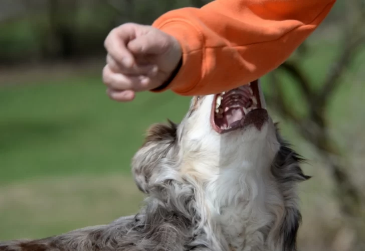 Un niño de 4 años fue mordido por el perro de un vecino Un niño de 4 años fue mordido por el perro de un vecino