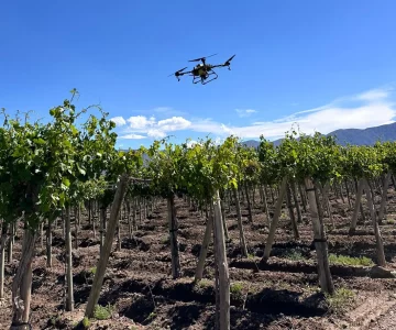 Por primera vez utilizan drones para combatir la polilla de la vid Por primera vez utilizan drones para combatir la polilla de la vid