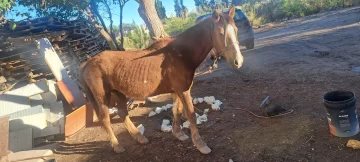 Detienen a un hombre que con su vehículo tiraba dos caballos desnutridos y lastimados Detienen a un hombre que con su vehículo tiraba dos caballos desnutridos y lastimados