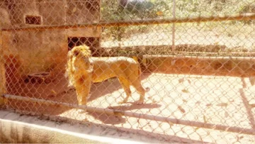 Un león mató a su cuidador en un zoológico de Nigeria Un león mató a su cuidador en un zoológico de Nigeria