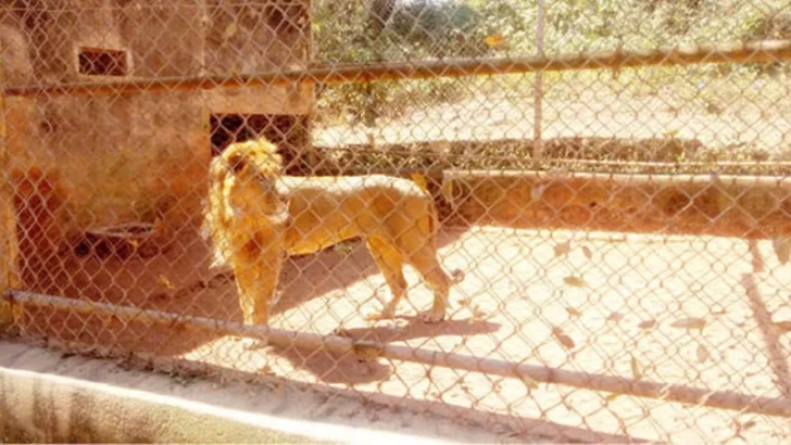 Un león mató a su cuidador en un zoológico de Nigeria Un león mató a su cuidador en un zoológico de Nigeria