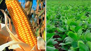 El riesgo país baja y suben las perspectivas de inversiones El riesgo país baja y suben las perspectivas de inversiones