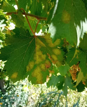 DCC271124-002F07-595x728