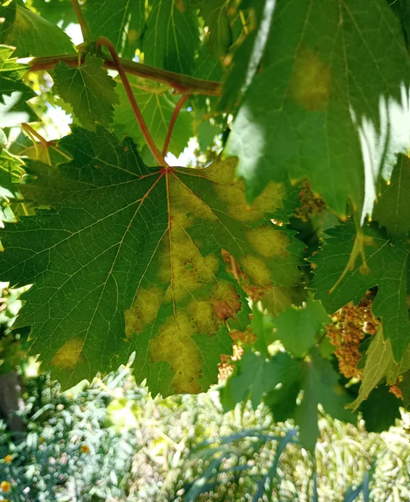 DCC271124-002F07-595x728