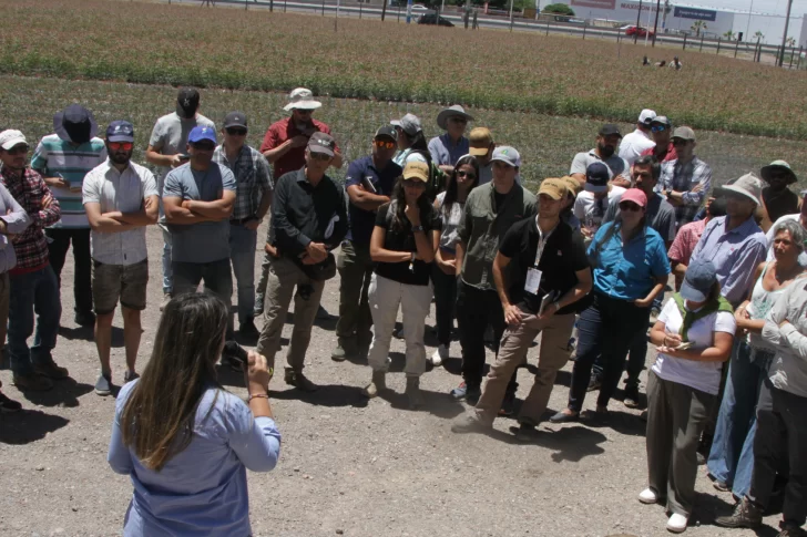 Especialistas destacan el potencial local en la producción de pistacho