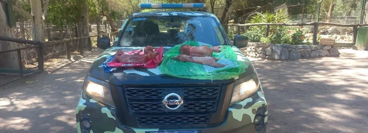 Sorprenden a un camionero que llevaba dos liebres y dos vizcachas faenadas Sorprenden a un camionero que llevaba dos liebres y dos vizcachas faenadas