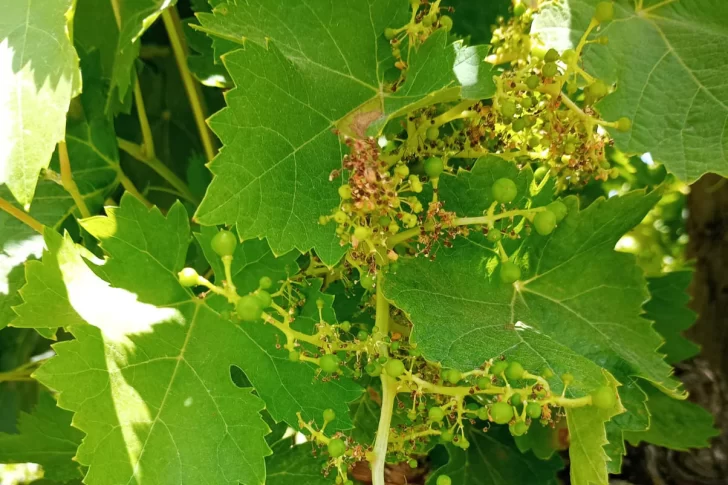 Los daños del hongo de la vid le meten presión al tironeo por el precio de la uva