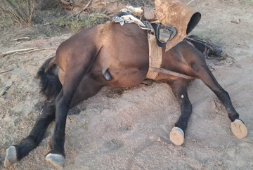 Creen que un rayo está entre las causas de la muerte de un hombre junto a su caballo