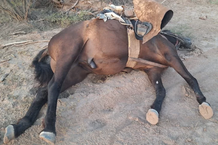 Creen que un rayo está entre las causas de la muerte de un hombre junto a su caballo