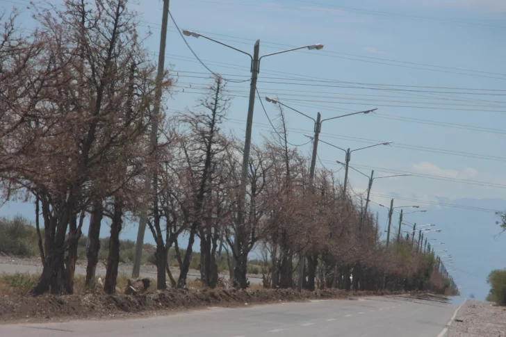 Con $616 millones, renuevan 5,5 km de luces en la Ruta 12, camino a los diques