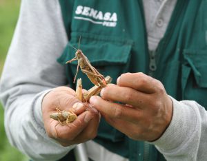 Invasión de langostas en tierra caucetera Invasión de langostas en tierra caucetera