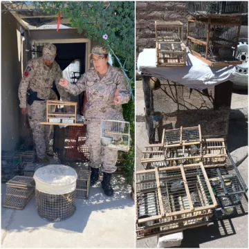 Una mujer de 70 años detenida por tenencia ilegal de aves autóctonas valuadas en $2 millones Una mujer de 70 años detenida por tenencia ilegal de aves autóctonas valuadas en $2 millones