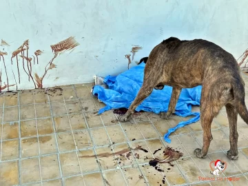 Rapto de locura: un hombre que comía en un restorán, acuchilló y mató a un perro que merodeaba en la vereda Rapto de locura: un hombre que comía en un restorán, acuchilló y mató a un perro que merodeaba en la vereda