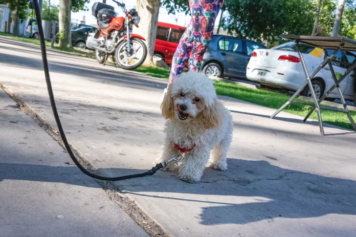 Cronograma semanal de castración gratuita y vacunación antirrábica para perros y gatos Cronograma semanal de castración gratuita y vacunación antirrábica para perros y gatos
