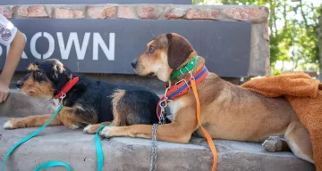 Quirófano Móvil: esterilización gratuita para caninos y felinos Quirófano Móvil: esterilización gratuita para caninos y felinos