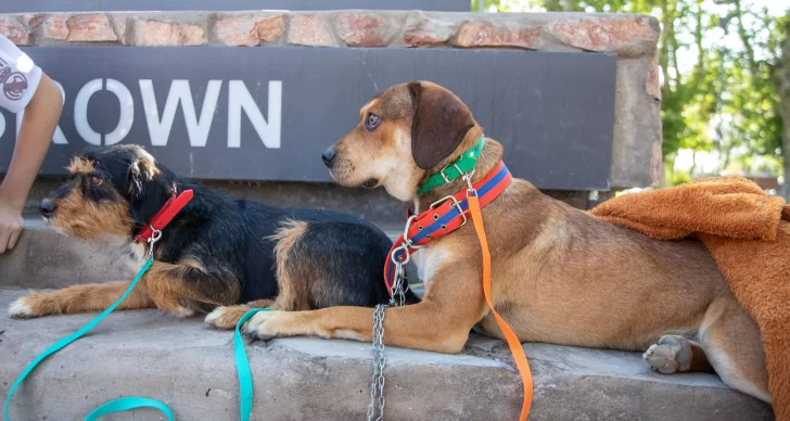 Quirófano Móvil: esterilización gratuita para caninos y felinos Quirófano Móvil: esterilización gratuita para caninos y felinos