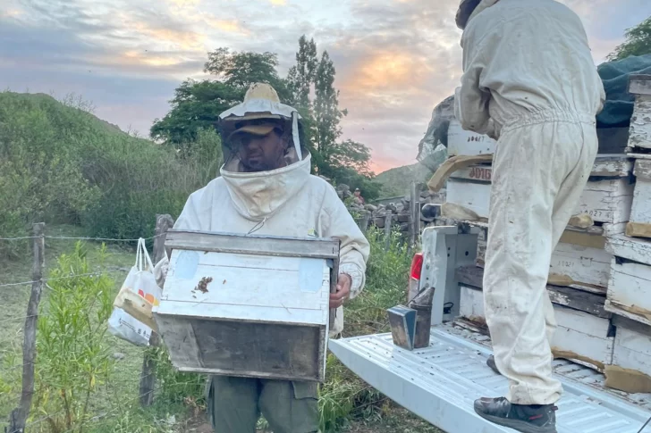 Por las ventajas del clima de San Juan, comienzan a expandir la actividad apícola