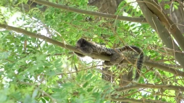 Atraparon un mono tití que estaba en la Plaza de Trinidad Atraparon un mono tití que estaba en la Plaza de Trinidad