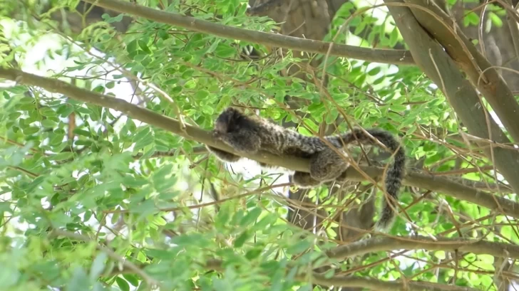 Atraparon un mono tití que estaba en la Plaza de Trinidad Atraparon un mono tití que estaba en la Plaza de Trinidad