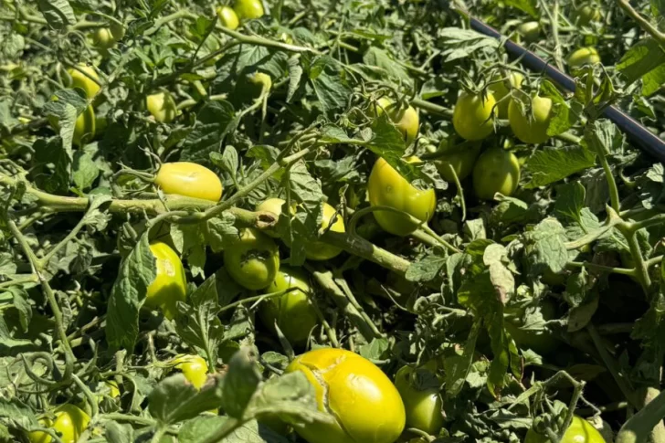 Tras los daños por las tormentas, en el agro no descartan nuevos perjuicios por el calor