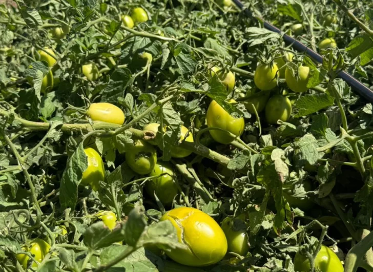 Tras los daños por las tormentas, en el agro no descartan nuevos perjuicios por el calor